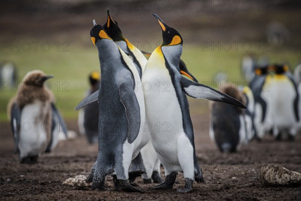 King penguins (Aptenodytes patagonicus), fighting over breeding partners during courtship,