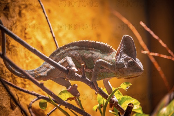 A chameleon (Chamaeleonidae) moves on branches, sunlight and shadow at play, Erfurt, Thuringia,