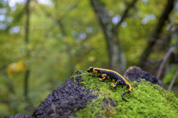 A fire salamander (Salamandra salamandra) on a mossy tree trunk surrounded by dense forest,