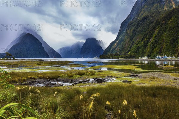 Overgrown with marsh grass coast of the fjord. Sunlight breaks through storm clouds. New Zealand -