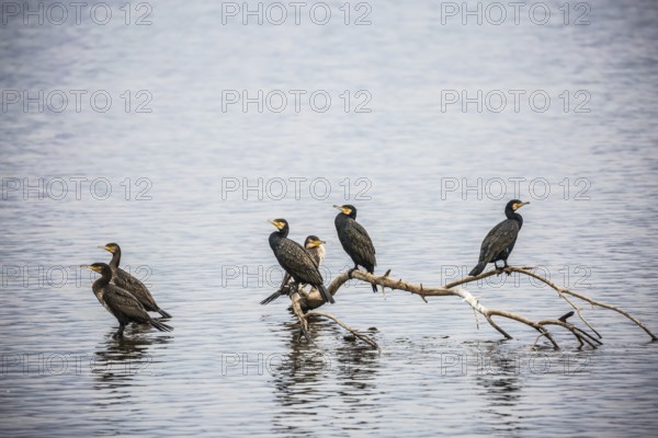 Fantastic winter dawn in Hula Nature Reserve, Upper Galilee, Israel. Migratory cormorants wintering