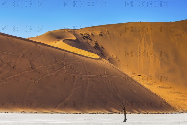 Namib-Naukluft National Park. Orange-gold sand dunes around the dried up lake. On the crest of the