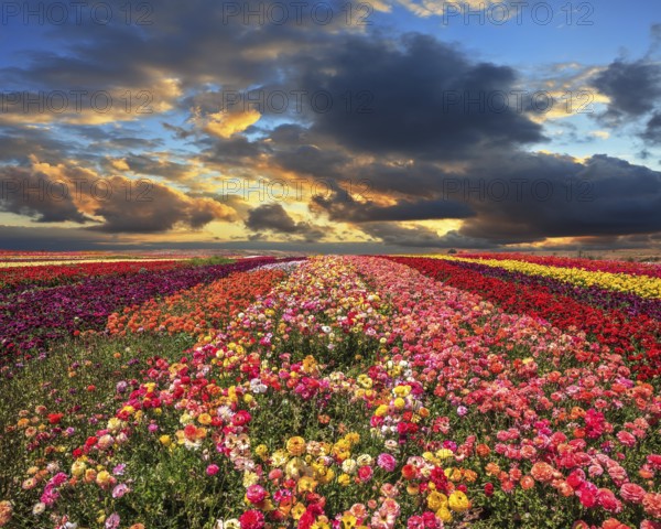 Buttercups blooming garden. Farmers field with flowers grown for export sales. Spring cloud