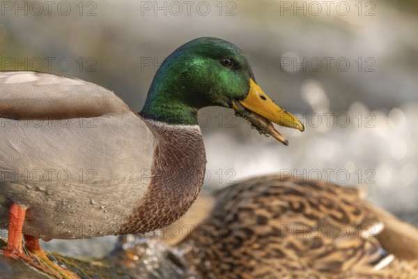 Male mallard (Anas platyrhynchos) duck looking for food in a river. Thann, Haut-Rhin, Collectivite