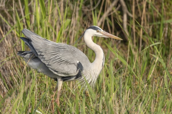 Grey heron (Ardea cinerea) resting in a reed bed. Saintes Maries de la Mer, Parc naturel regional