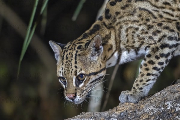Ocelot (Leopardus pardalis), animal portrait, at night, Pantanal, inland, wetland, UNESCO Biosphere