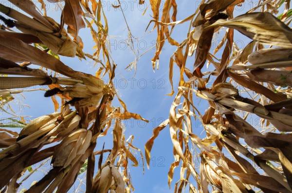 Lov point wideangle view at maize corn field summer time under daylight. Agriculture industrial