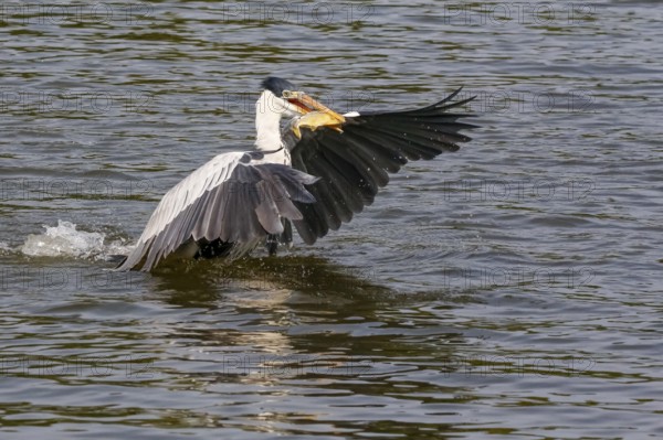 Cocoi Heron starting on river surface with piranha crosswise in beak, wings spread, Pantanal
