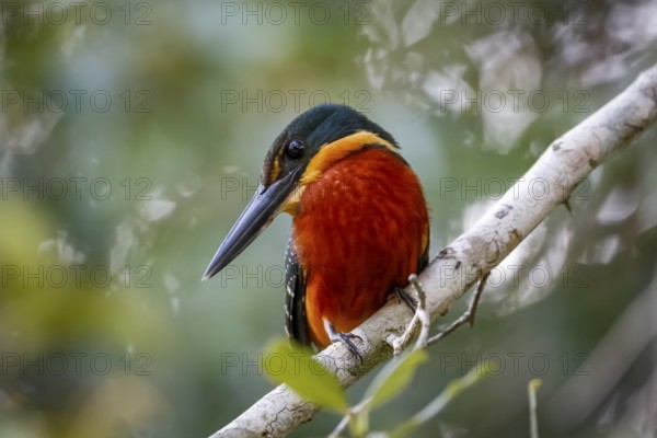 Close-up of a colorful Green-and rufous Kingfisher against defocused background, Pantanal Wetlands,