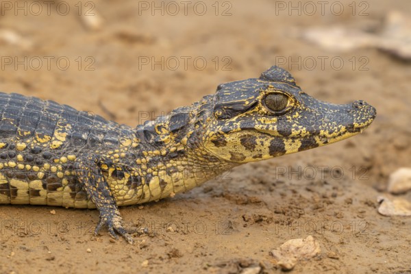 Caiman (Caimaninae), Crocodile (Alligatoridae), crocodile (Crocodylia), animal portrait, young
