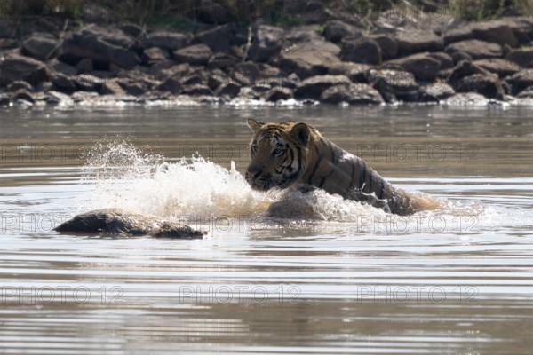 Tiger (Panthera tigris), Bengal tiger or Indian tiger, big cat (Pantherinae), carnivore