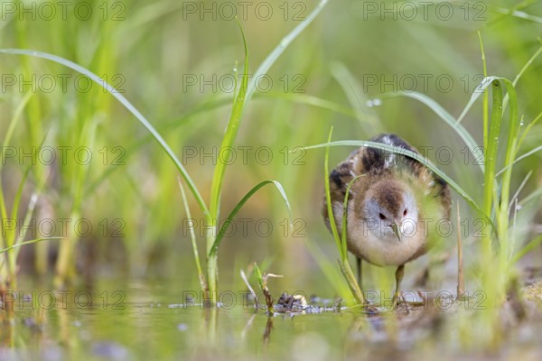 Little Crake, Little Crake, Small Crake, (Porzana parva), biotope, habitat, foraging, family of