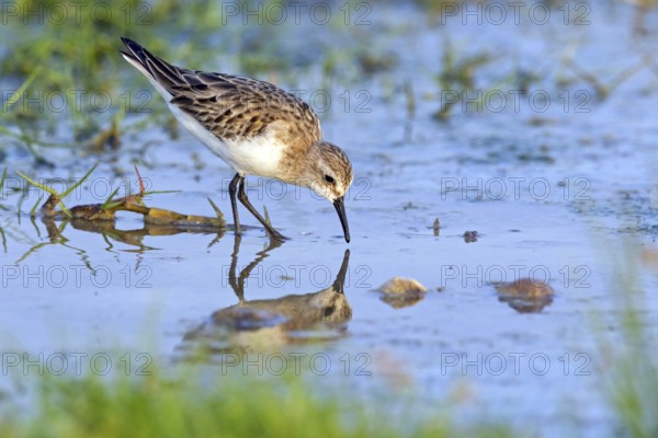 Animals, Birds, Little Sandpiper, (Calidris minuta), Biotope, Habitat, Foraging, Migratory bird,