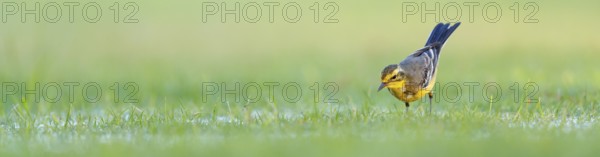 Citrine wagtail, (Motacilla citreola), songbird, family of stilts and pipits, biotope, habitat,