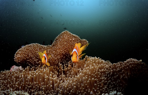 Two Red Sea Anemonefish, Amphiprion bicinctus, Djibouti, Djibouti, Africa, Afar Triangle, Gulf of
