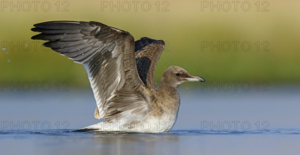 Hemprich's Gull, (Ichthyaetus hemprichii), (Larus hemprichii), Fish Eagle Gull Salalah, Raysut,