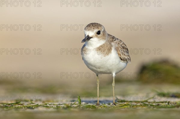 Desert plover, (Charadrius leschenaultii), animals, birds, biotope, habitat, foraging, Middle East,