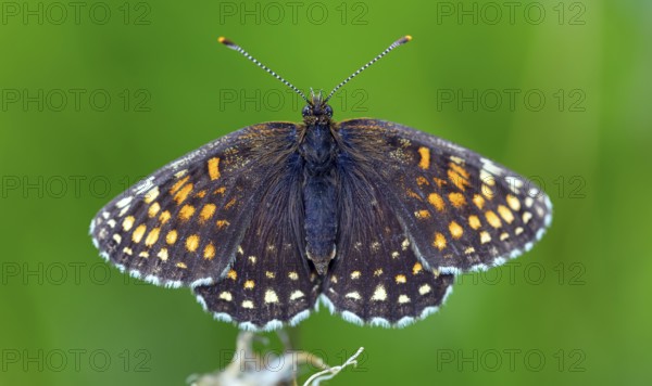 Valerian Fritillary, Silver Fritillary, (Melitaea diamina), butterfly, butterfly family,