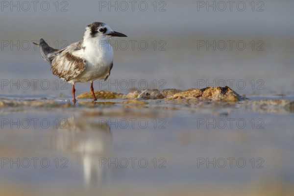 White-winged Tern, (Chlidonias leucopterus), Chlidonias leucoptera, biotope, habitat, foraging,