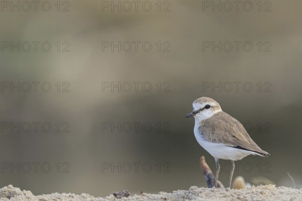 White-fronted plover, White-fronted plover, (Chaeadrius marginatus), (Ochthodromus marginatus),