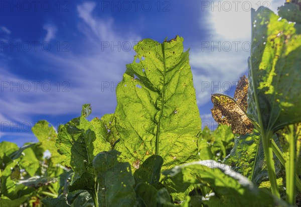 Leaves of sugar beet (Beta vulgaris subsp. vulgaris) on a field backlit against a blue sky,