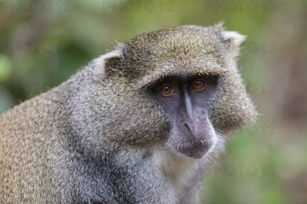 Samango white-throated monkey, (Cercopithecus mitis), (Cercopithecus mitis labiatus), Pondoland