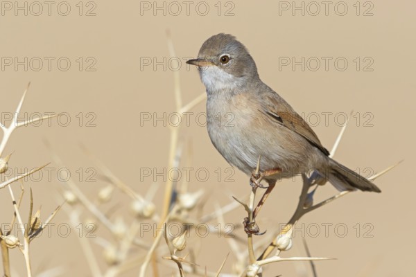 Spectacled warbler, S (ylvia conspicillata), animals, birds, perching, songbird, warbler family,