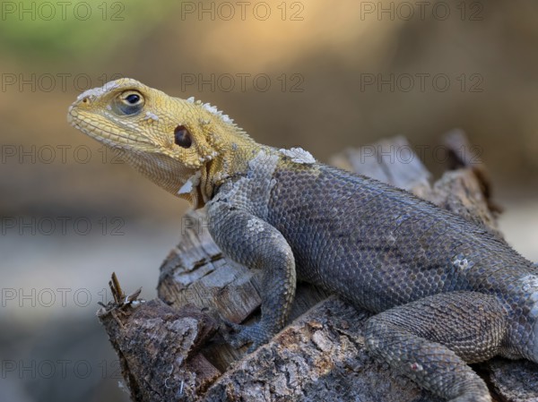 Settler agama, (Agama agama), animals, reptiles, agama, Cairo garden lodge Kuntaur, Kuntaur, North