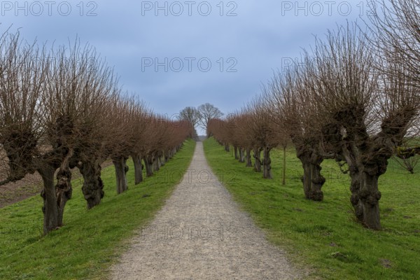 Festonallee, Holländische Lindenallee near Bothmer Castle, Klütz, Mecklenburg-Vorpommern, Germany,