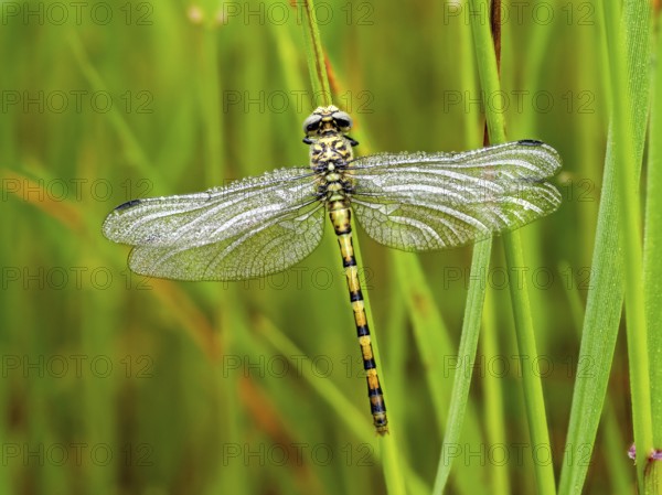 Southern Hawker, dragonfly, insect, (Aeshna cyanea), dragonfly family, Europe, Greece, Lesbos