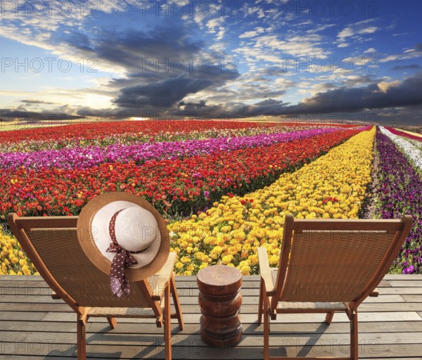 Two deck chairs on the platform are at the colorful flower fields. At one hanging elegant straw hat