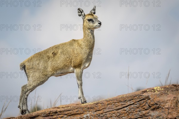 Klipspringer standing on a rock and starring in the Marakele National Park, South Africa, Africa