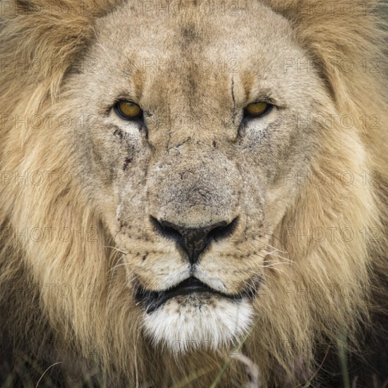 The King