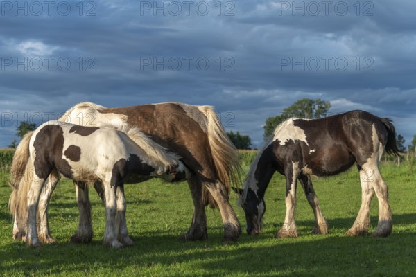 Irish cob horses in a pasture in spring. In the French countryside, horses go out into the meadows