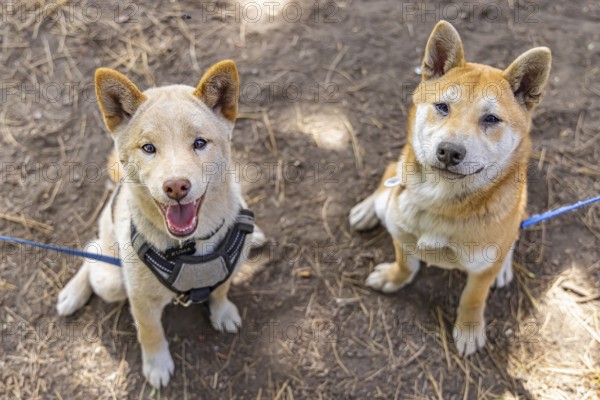 Two red Shiba Inu dogs are seen sitting side by side in the park. One mature canine and a young