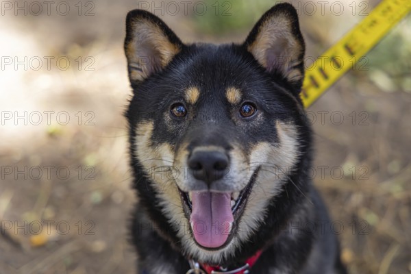 Closeup and front headshot of a healthy black and tan Shiba Inu pet dog sitting in the park during