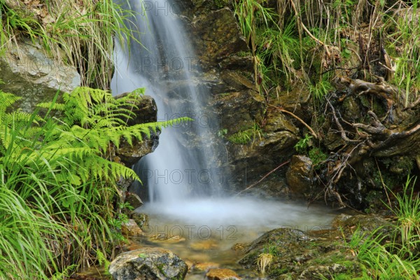 A small waterfall falls over rocky terrain, surrounded by ferns and roots, Fahler Wasserfall,
