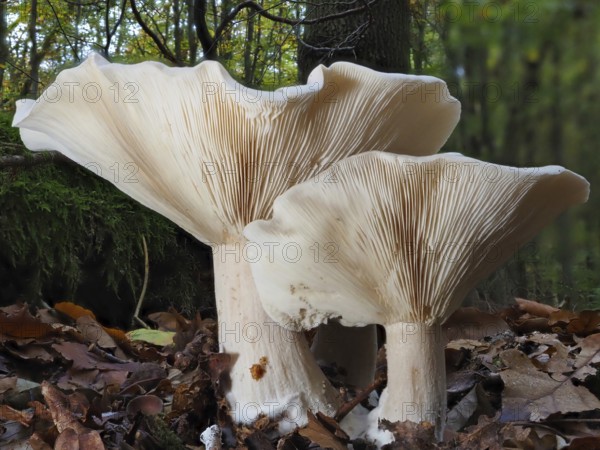 Clouded funnel fungus (Clitocybe nebularis), blurred background, North Rhine-Westphalia, Germany,