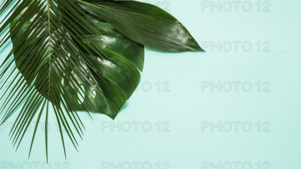 Empty space for text and tropical leaves on blue background. Top view or flat lay. Tropical