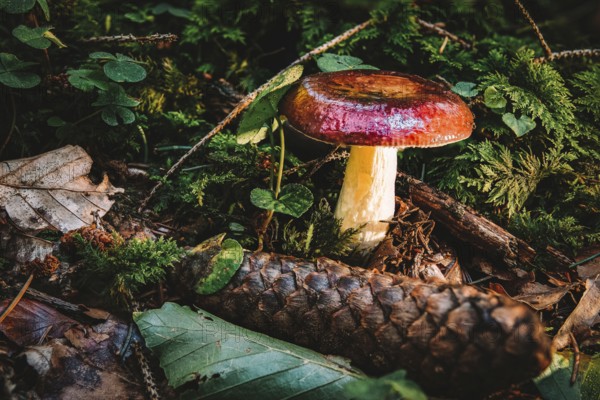 Russula paludosa is an edible species of mushroom within the large genus Russula. It is common to