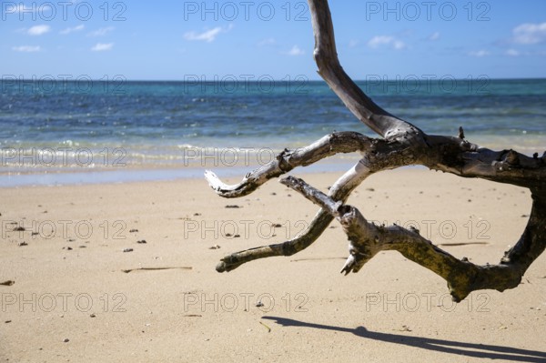 Withered tree on white sandy beach with blue sea in paradise