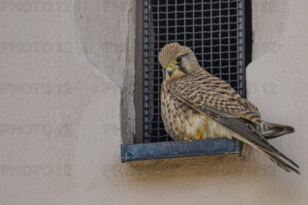 Curious looking female Common Kestrel (Falco tinnunculus) in a window opening with bars, Jesuit