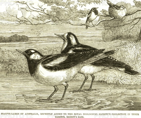 Lithographs magpie larks australia recently added royal zoological society's collection gardens