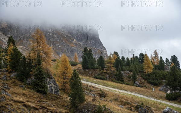 Autumn forest landscape at Passo Falzarego valley. Dolomite mountain range Italy. Fall season