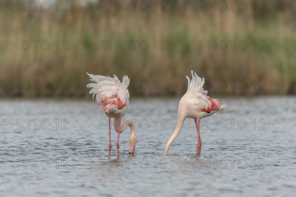 Two flamingos (Phoenicopterus roseus) eating in a pond in a natural reserve. Saintes Maries de la