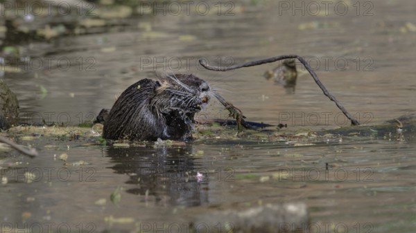 Nutria sitting on a branch in the water, surrounded by natural elements with reflections in the