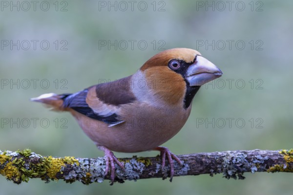 Male hawfinch (Coccothraustes coccothraustes) sitting on a tree branch overgrown with lichen,