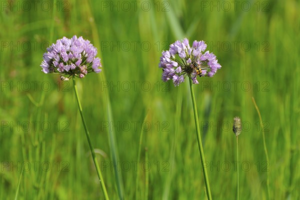 Wild chives, wild herbs