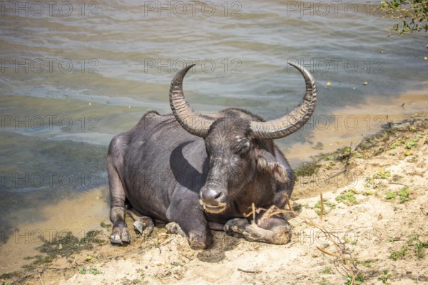 The oldest nature reserve on the lake. Natural surroundings with water buffalo in the morning at