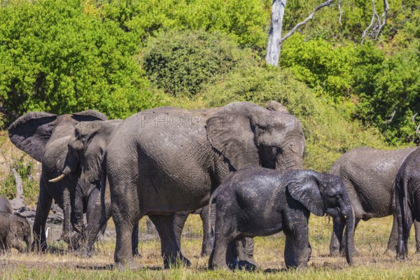 River Okavango, Botswana, Chobe National Park. The concept of exotic and active tourism. Large herd